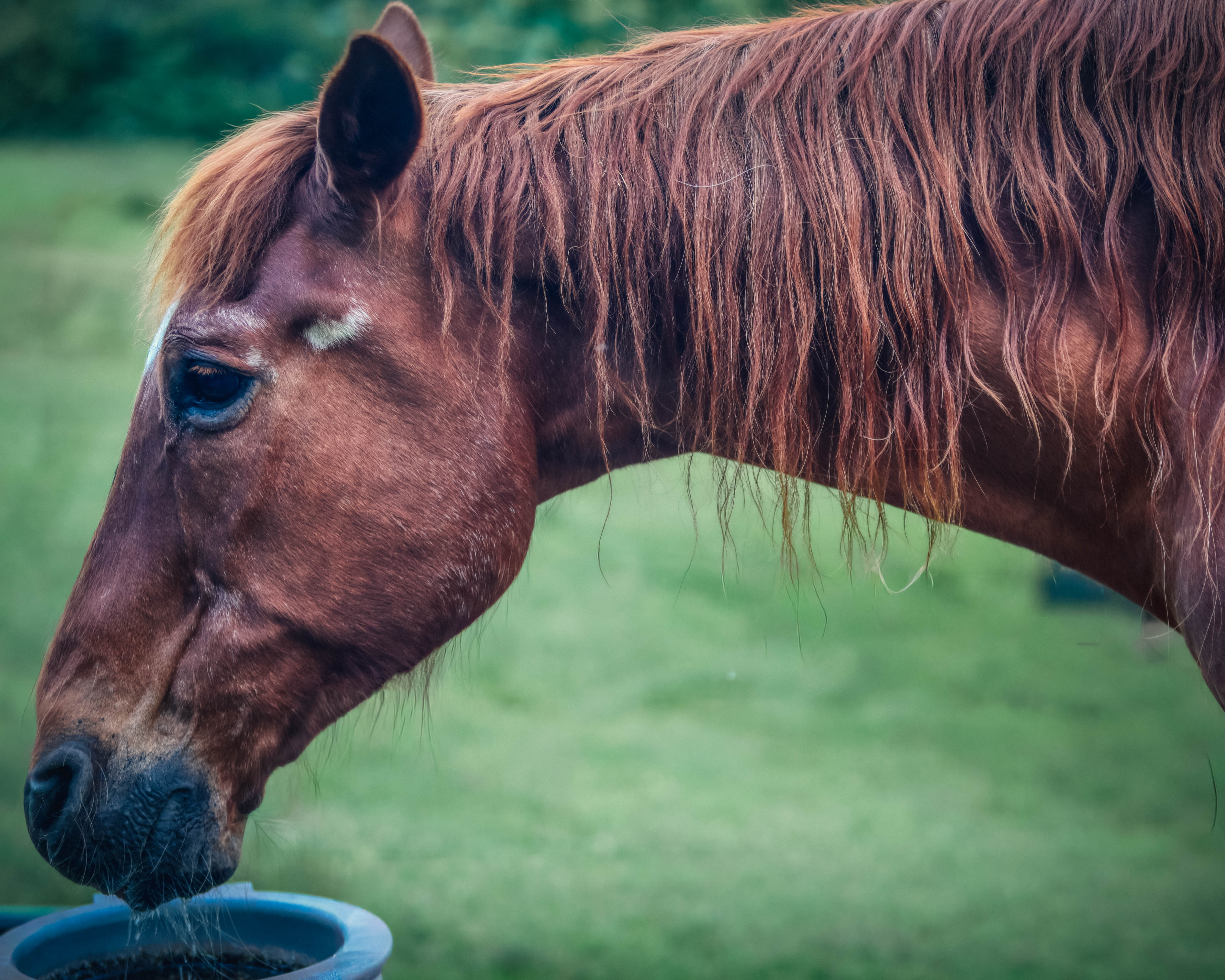 Equestrian portrait