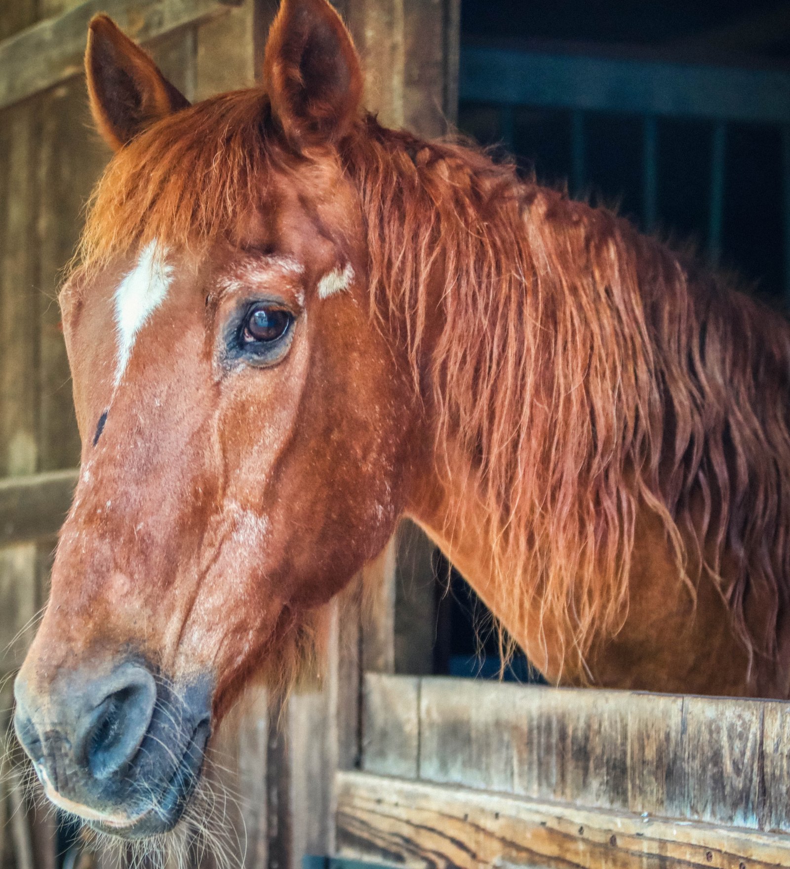 Equestrian portrait 1
