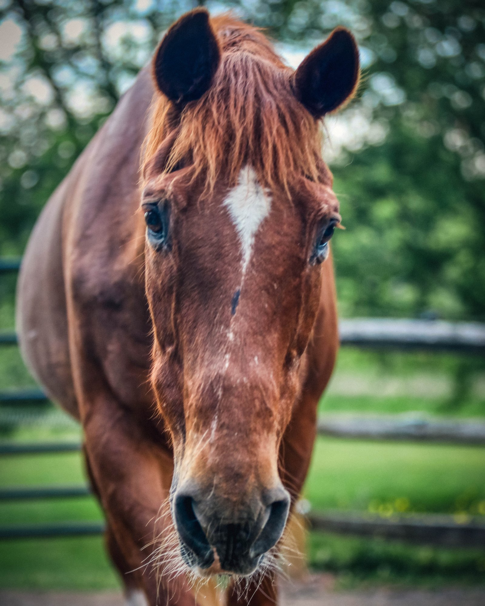 Equestrian portrait 2