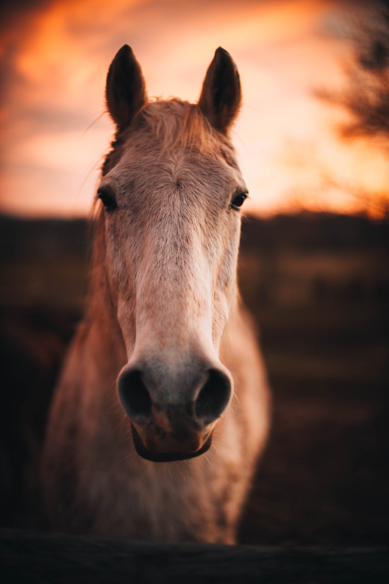 Equestrian portrait 6