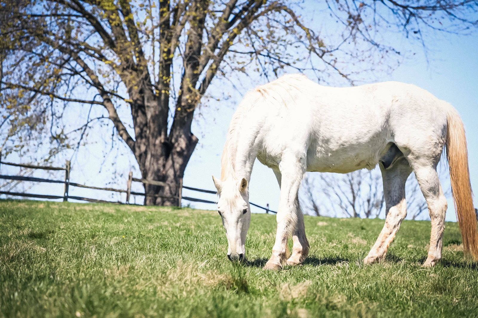 Equestrian portrait 10