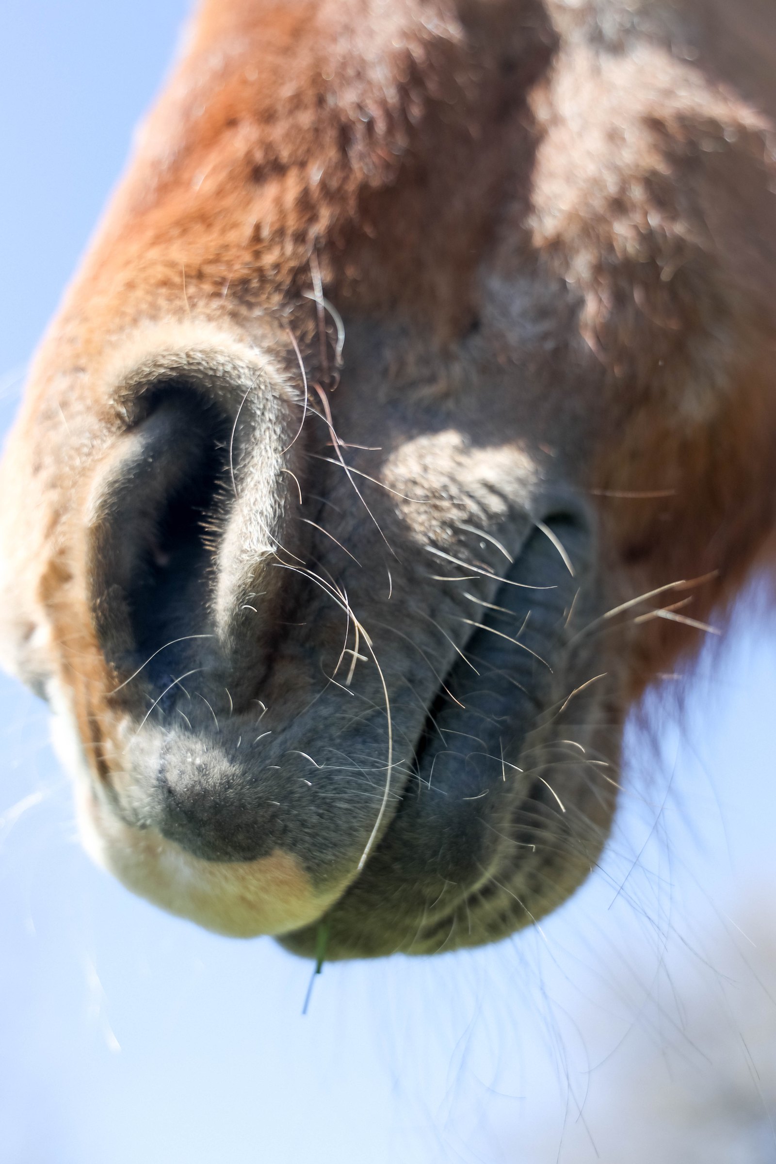 Equestrian portrait 11