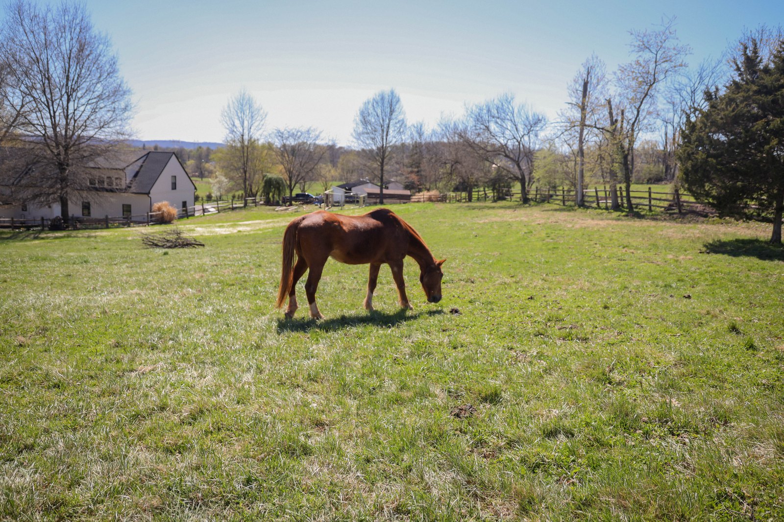 Equestrian portrait 12