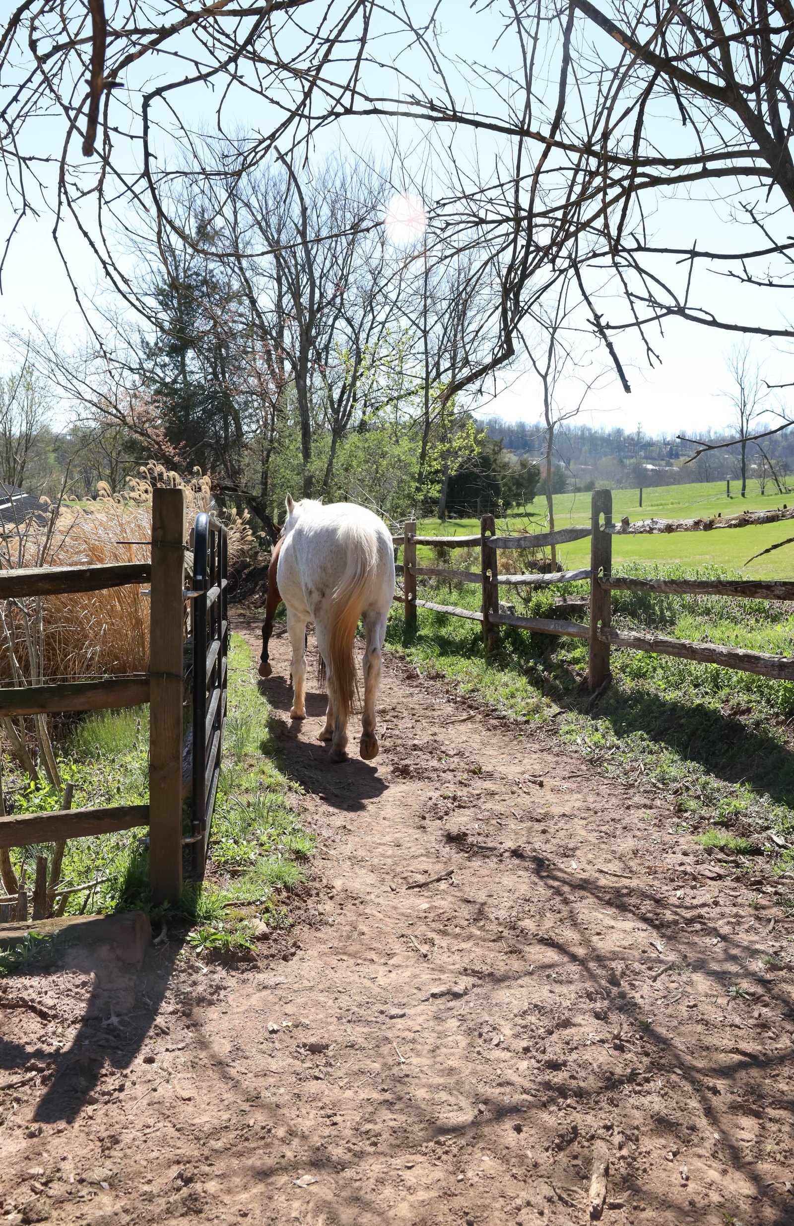 Equestrian portrait 14